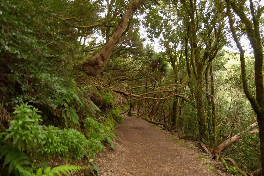 Cruz del Carmen: Hiking in Anaga with Local Food Products - Key highlights to look forward to