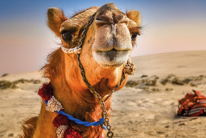 Cultural excursion for one day to Tangier with ferry included - Key highlights you will feel right away