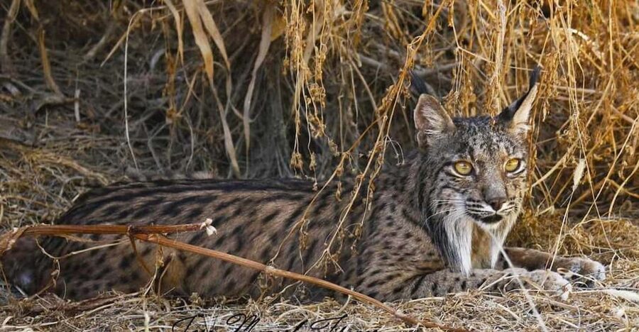 Discover Doñana & Iberian Lynx: Premium Nature Tour - First impressions: Doñana’s mix of animals and lessons