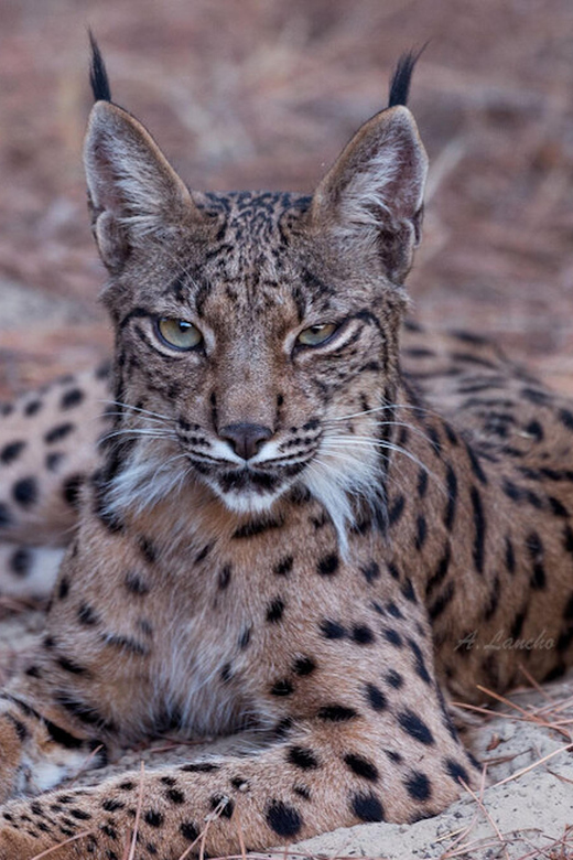 Discover Doñana & Iberian Lynx: Premium Nature Tour - How the interpretive stops work in the field