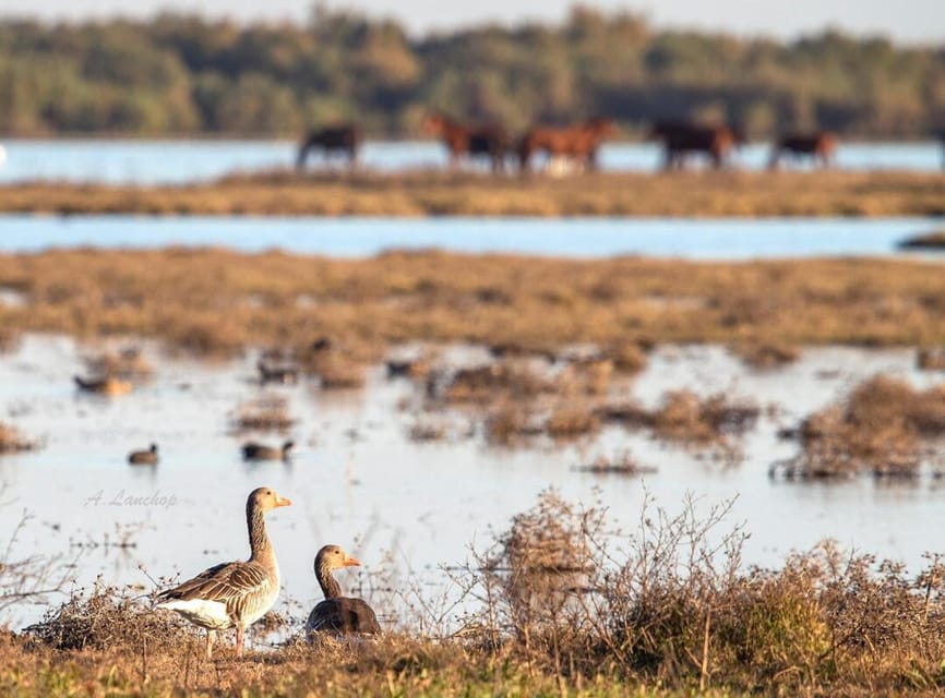 Discover Doñana & Iberian Lynx: Premium Nature Tour - Coto del Rey and the King’s Palace: history in a protected setting