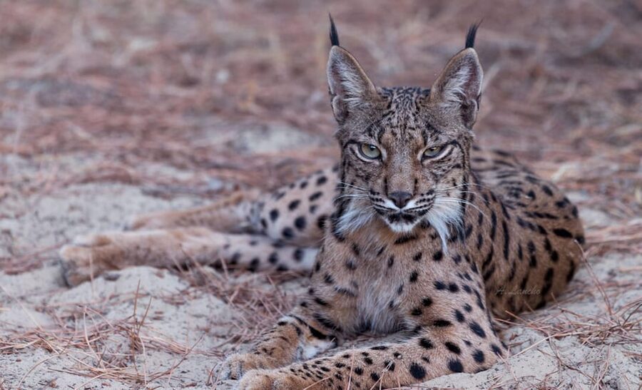 Discover Doñana & Iberian Lynx: Premium Nature Tour - Price and value: is $46 a good deal?