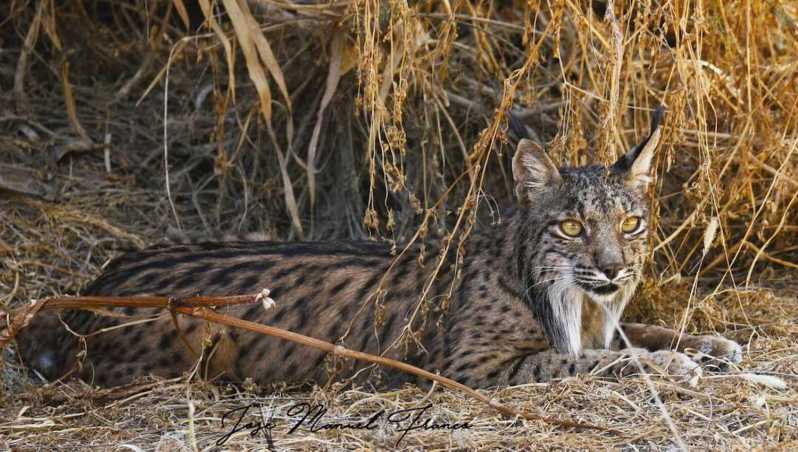 Discover Doñana & Iberian Lynx: Premium Nature Tour - What to bring (and what to skip)