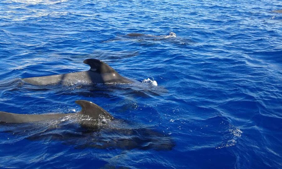 Discover whales in Tenerife: exclusive yacht tour with swim and lunch - The whale watching window: what you’re actually chasing