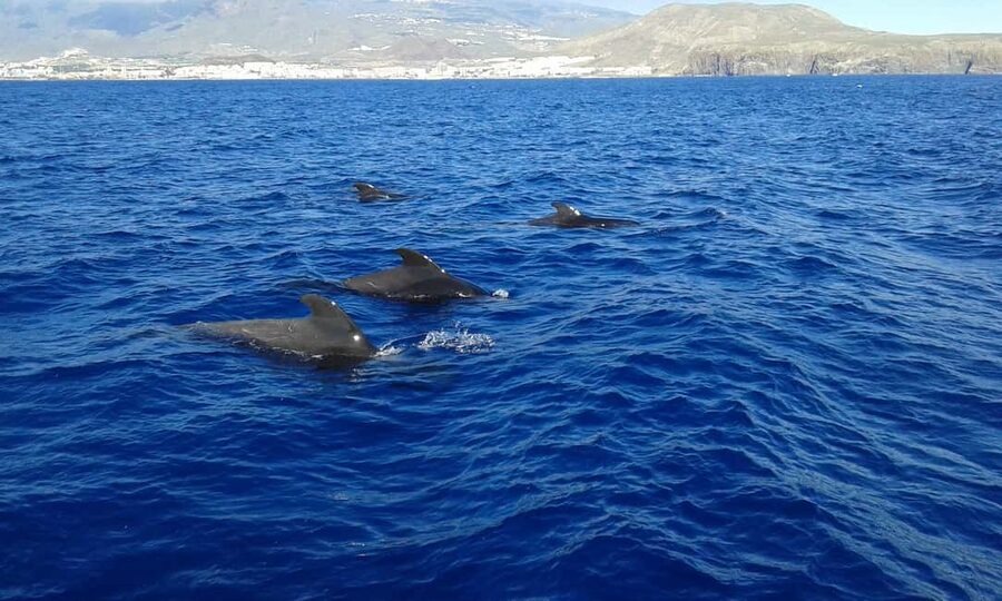 Discover whales in Tenerife: exclusive yacht tour with swim and lunch - Along the southwest coast: why the timing and the route matter