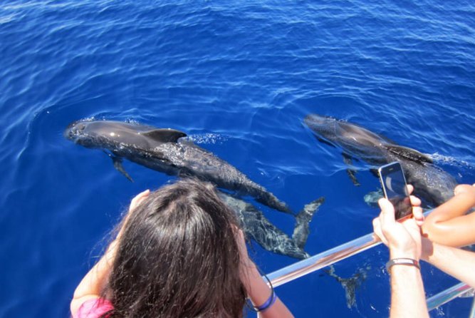 Dolphin and Whales watching cruise from Puerto Rico de Gran Canaria - Spirit of the Sea Glass Panels: How the Underwater Watching Works