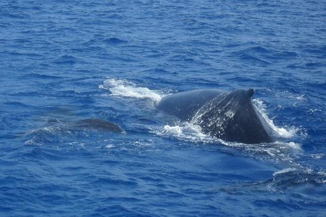 Dolphin and Whales watching cruise from Puerto Rico de Gran Canaria - Onboard Crew, Unlimited Sodas, and the Real Booking Value