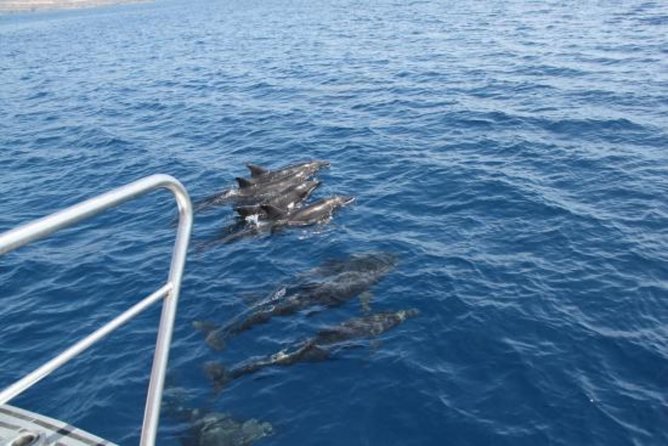 Dolphin and Whales watching cruise from Puerto Rico de Gran Canaria - The Sea-Sickness Question: How to Prepare Without Ruining Your Day