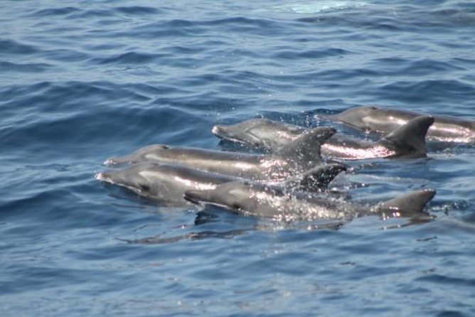 Dolphin and Whales watching cruise from Puerto Rico de Gran Canaria - Swim Stop Upgrade: What Changes When You Add the Water Time