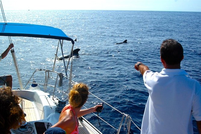 Dolphin and Whales watching cruise from Puerto Rico de Gran Canaria - Pickup Zones and Meeting Point: Getting There Smoothly