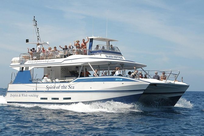 Dolphin and Whales watching cruise from Puerto Rico de Gran Canaria - Wildlife Search Off the Southwest Coast: What You Might See