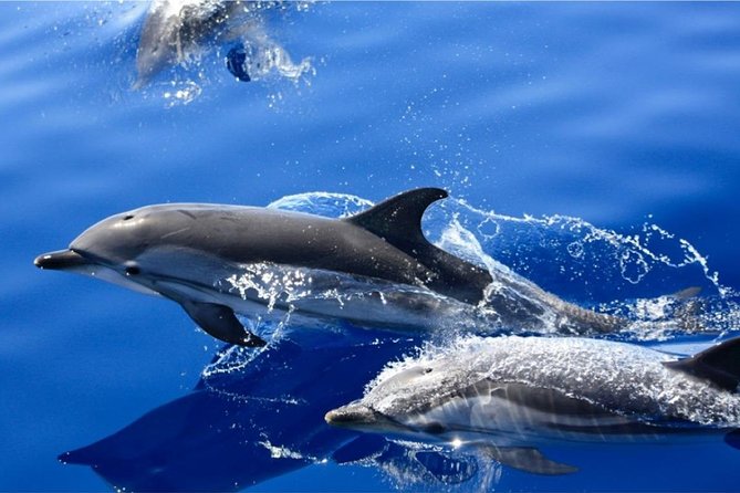 Dolphin Mini Cruise at Playa del Carmen - Key Points to Know Before You Go