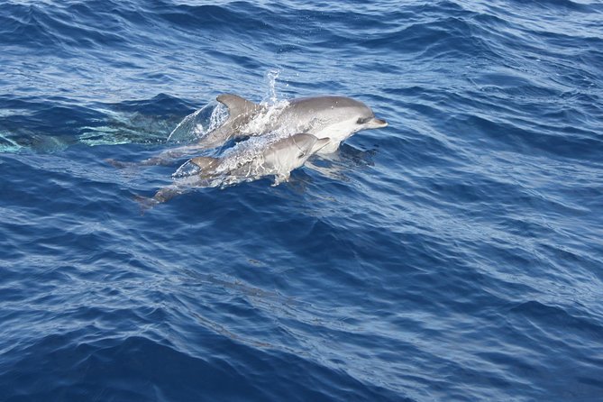 Dolphin Mini Cruise at Playa del Carmen - Swim and Snorkel Time: Included, But Read This Carefully