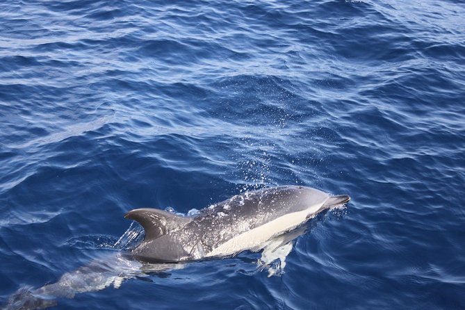 Dolphin Mini Cruise at Playa del Carmen - The Coastline View You Don’t Get from Shore