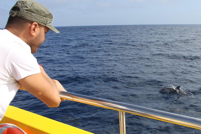 Dolphin Mini Cruise at Playa del Carmen - Marine Life Moments That People Most Loved