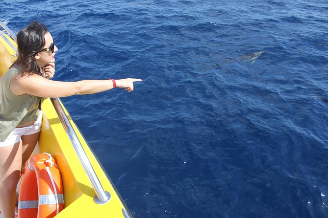 Dolphin Mini Cruise at Playa del Carmen - Price and Value: What $42.05 Buys You