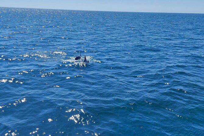 Dolphin trips on a catamaran - Los Delfines and the hunt for dolphins