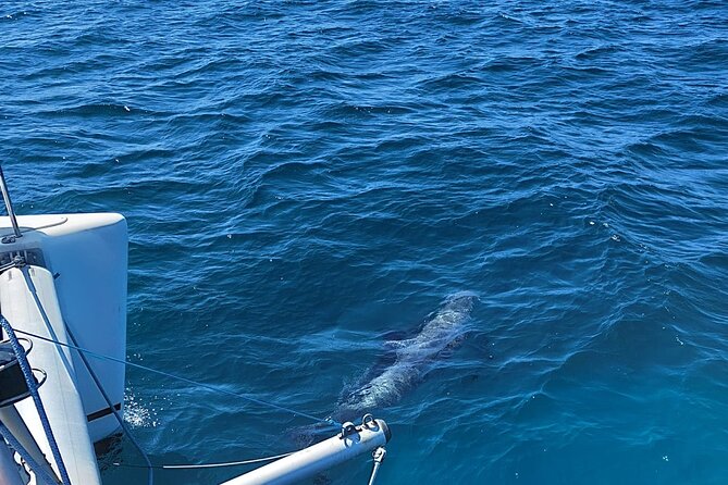 Dolphin trips on a catamaran - Price and what makes $42.33 feel like value
