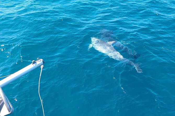 Dolphin trips on a catamaran - Sailing vs engine: the one thing that can change your expectations