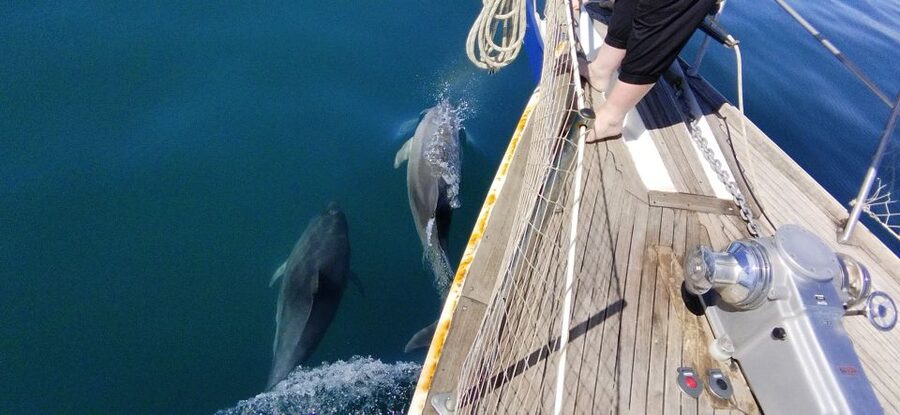 Estepona: Dolphin Watching Sailboat Cruise with Drink - The dolphin search: how the captain boosts your odds