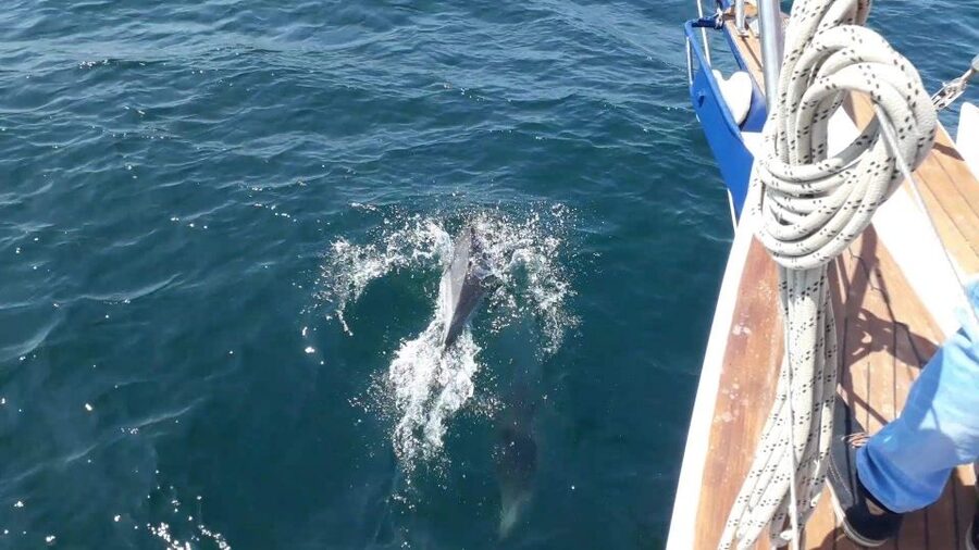 Estepona: Dolphin Watching Sailboat Cruise with Drink - Comfort and motion: who this sailboat suits well