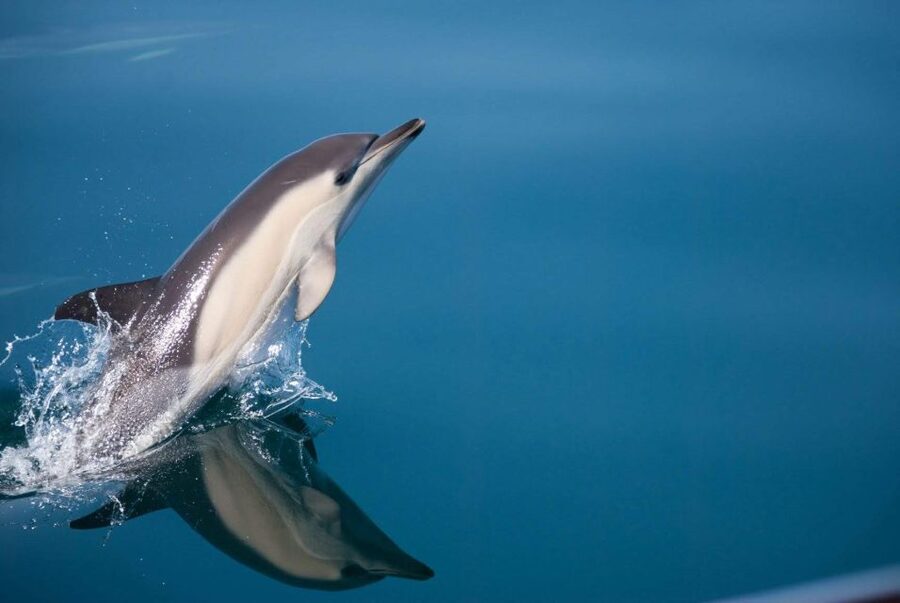 Estepona: Dolphin Watching Sailboat Cruise with Drink - Price and value: why $41 can feel fair