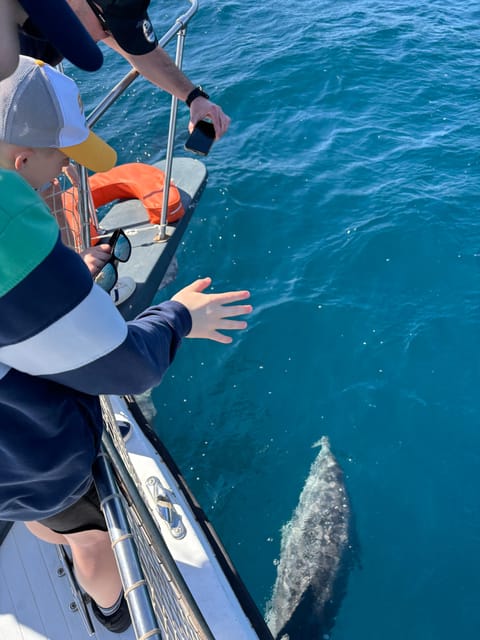 Estepona: Dolphins Searching Sea Cruise with Drink & Snacks - Who Should Book This Dolphin Cruise in Estepona
