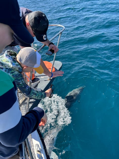 Estepona: Dolphins Searching Sea Cruise with Drink & Snacks - Entering The Bay of Estepona, What This Dolphin Cruise Really Feels Like