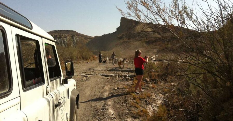 From Almeria: Tabernas Desert 4WD Joyriding Tour - The Desert Lesson: Geology, Ramblas, and the Life That Survives Here