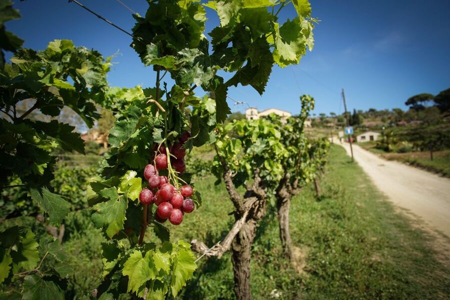 From Barcelona: E-Bike and Sailing Tour with Wine Tastings - Guides, group size, and languages: why it stays fun instead of chaotic