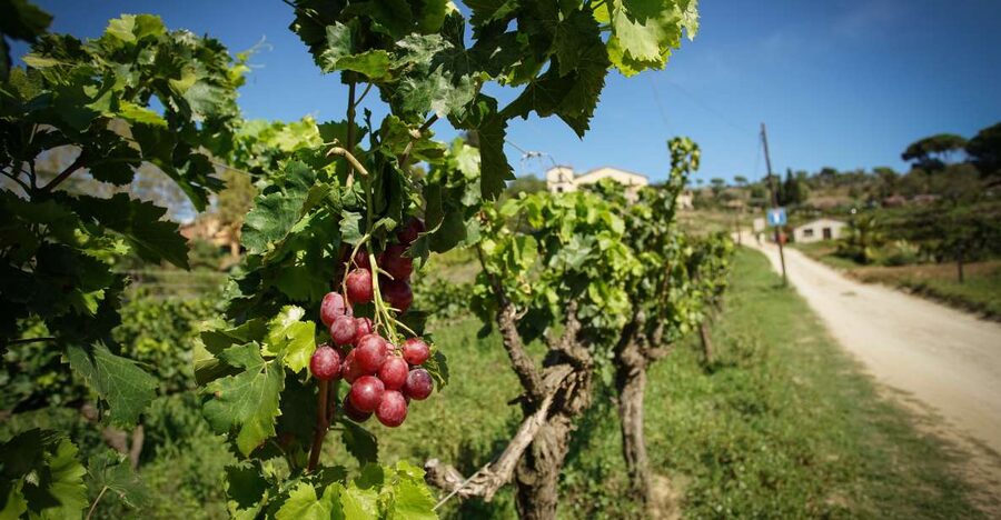From Barcelona: Sailing and Wine Tasting Experience - Sommelier-led tasting of 3 Alella wines, paired with food