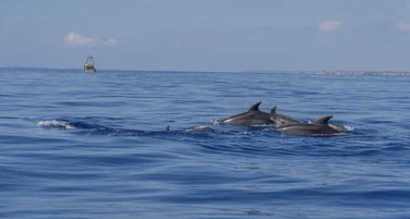 From Can Picafort: Dolphin Watching and Cave Boat Trip - Key Takeaways (Before You Go)