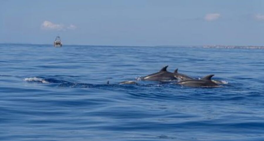 From Can Picafort: Dolphin Watching and Cave Boat Trip - The Route at Sea: Sierra de Tramuntana Views and Formentor Stops