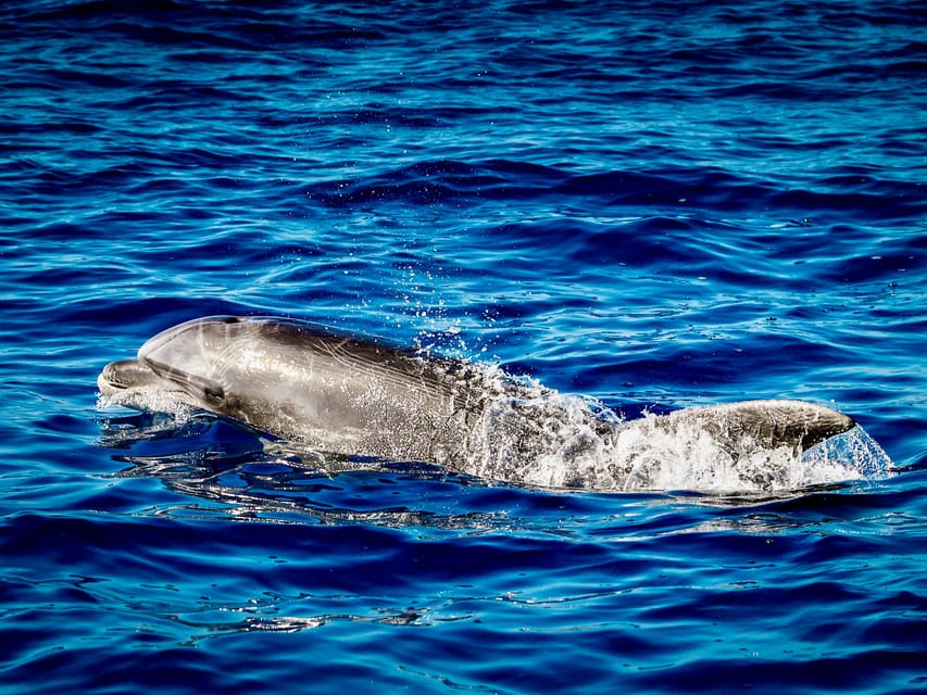 From Can Picafort: Dolphin Watching and Cave Boat Trip - Dolphin Watching: How You Actually Get Good Sight