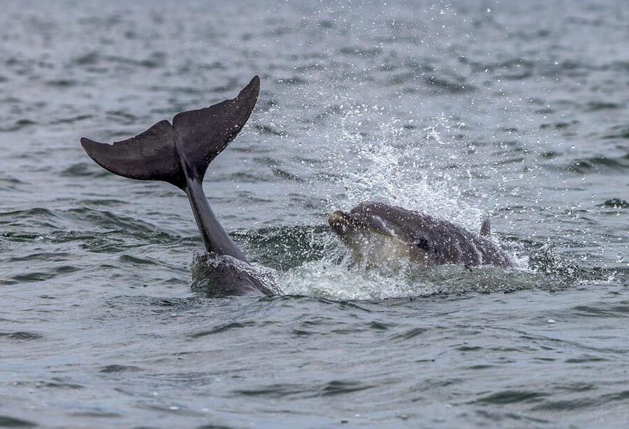 From Can Picafort: Dolphin Watching and Cave Boat Trip - Sea Caves: What They Add to the Day
