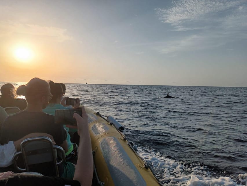 From Can Picafort: Dolphin Watching and Cave Boat Trip - Sunrise Option: Worth It When the Morning Works