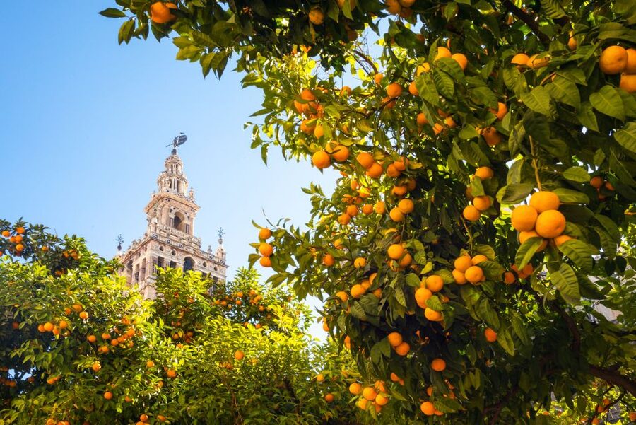 From Costa del Sol: Seville Day Trip - Key takeaways before you go