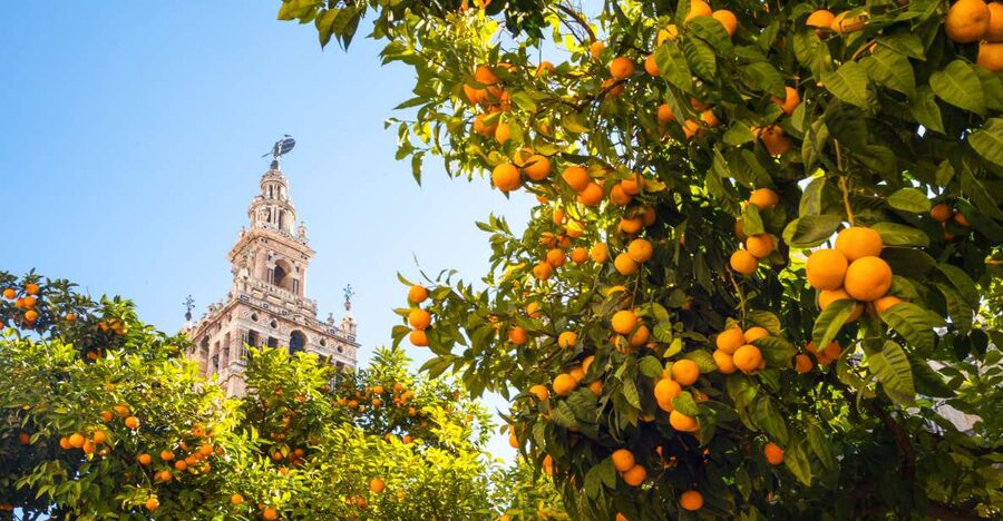 From Costa del Sol: Seville Day Trip - Price and value: why $53 can make sense, with one key catch