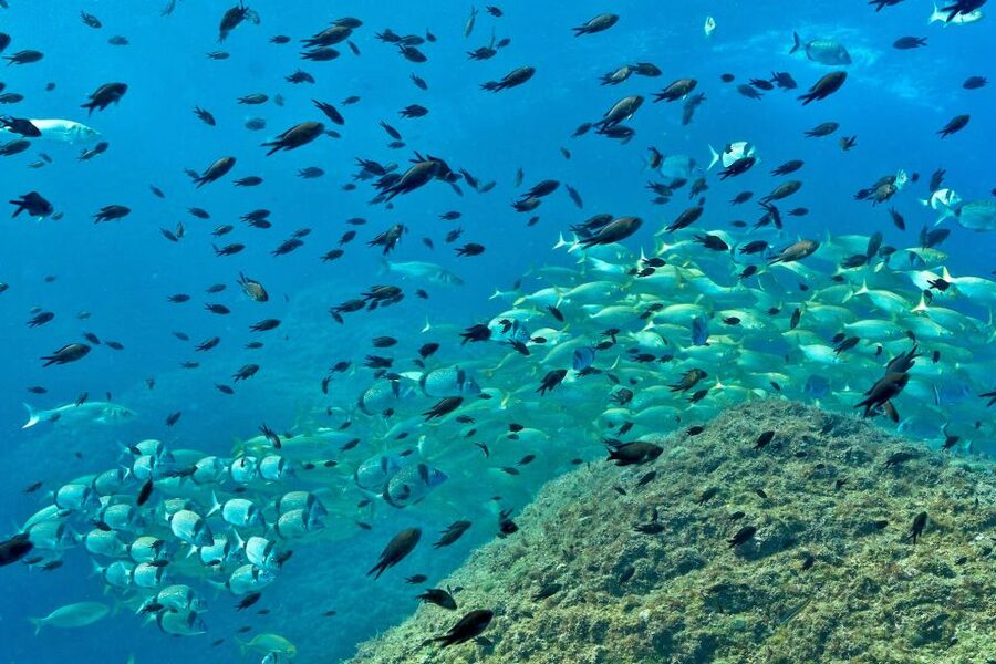 From L’Estartit: Snorkeling Trip to the Medes Islands - Price and value for a 2 to 2.5 hour snorkeling experience