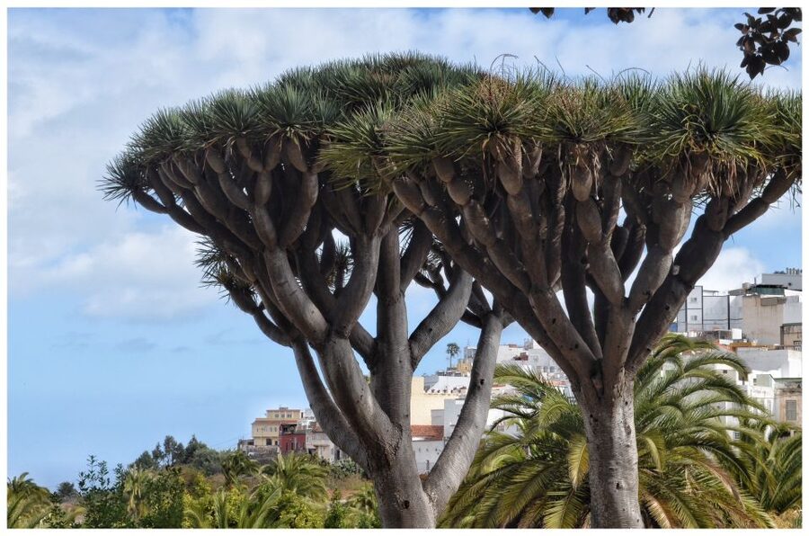 From Las Palmas: Full-Day Tour of the North - A fast taste of North Gran Canaria, starting in Las Palmas