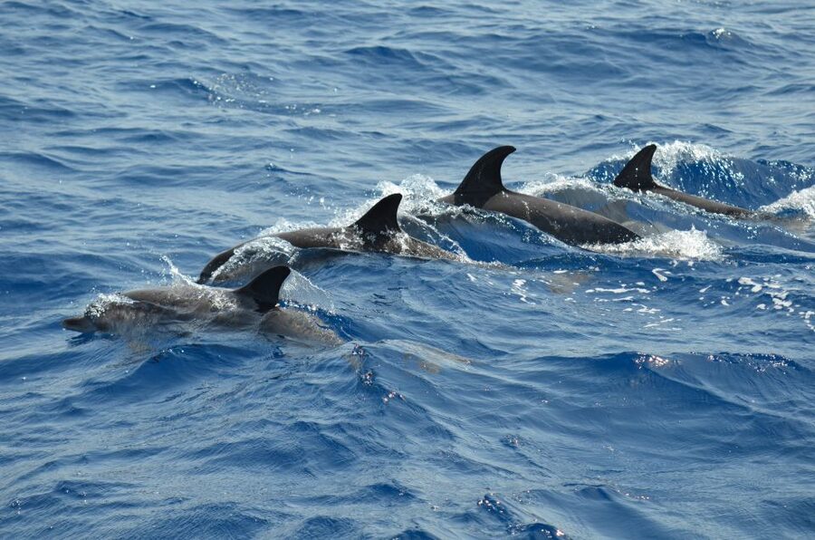 From Los Gigantes: Whale Watching Sailboat Cruise - Should you book it, or skip it?