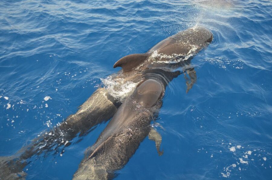 From Los Gigantes: Whale Watching Sailboat Cruise - A 46 ft sailboat in Los Gigantes feels different from big tours
