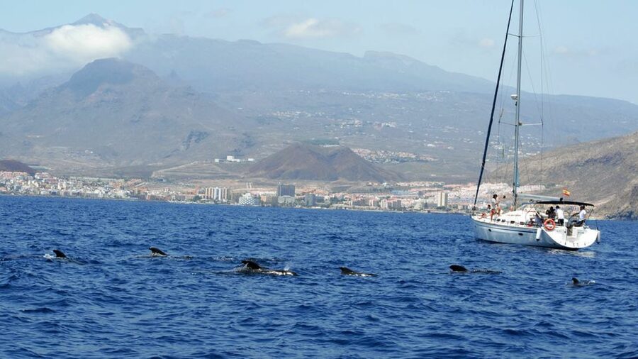 From Los Gigantes: Whale Watching Sailboat Cruise - Wildlife viewing off Los Gigantes: spotting whales while keeping distance