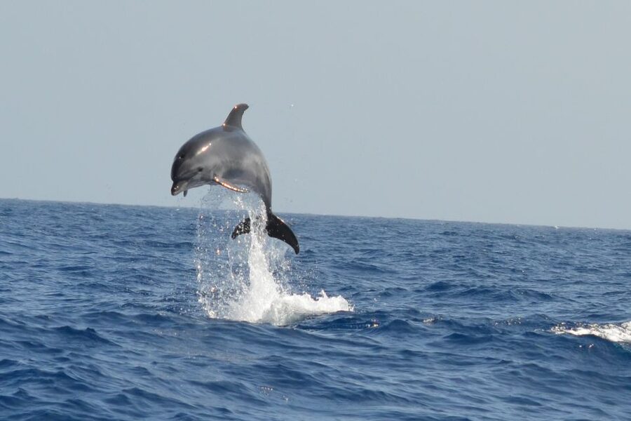 From Los Gigantes: Whale Watching Sailboat Cruise - Sailing past the cliffs and Teide views for real perspective