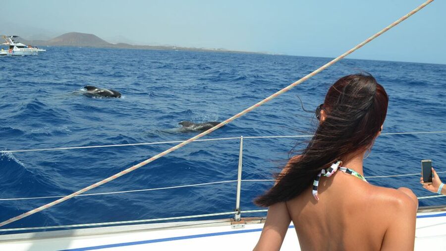 From Los Gigantes: Whale Watching Sailboat Cruise - Price and value: is $88 fair for a half-day in the Canaries?