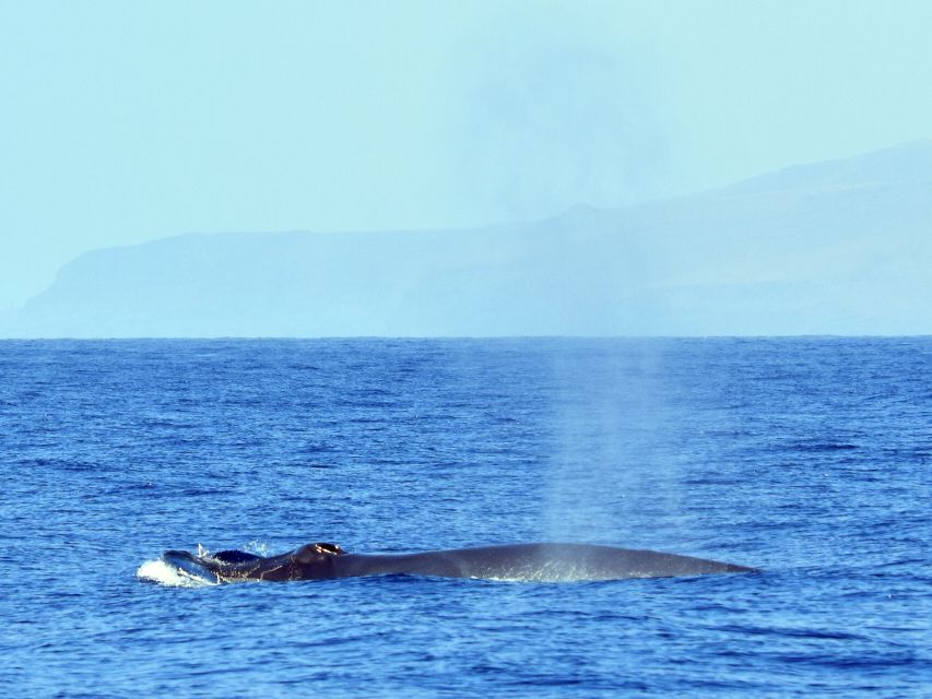 From Los Gigantes: Whale Watching Sailboat Cruise - Who should book this Los Gigantes sailing whale cruise