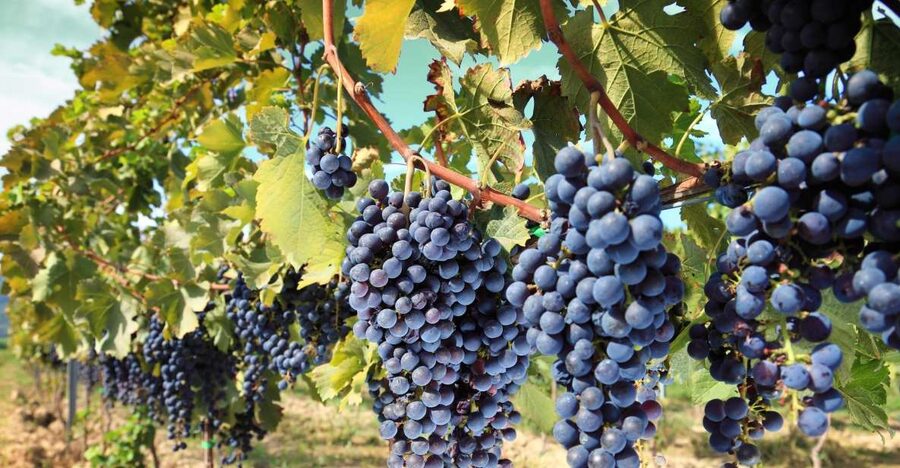 From Madrid: Alcalá de Henares, Winery Tour & Wine Tasting - First Stop: Arriving in Alcalá de Henares and Getting Oriented