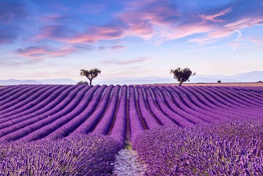 From Madrid: Day Trip to Brihuega Lavender Fields - Madrid To Spanish Provence: Why This Day Trip Works