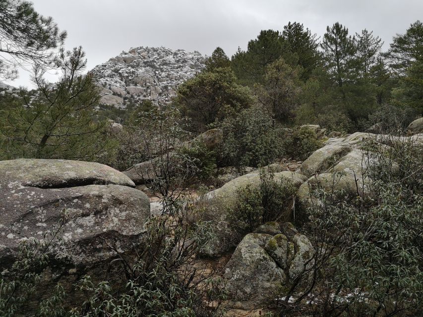 From Madrid: Day Trip to Guadarrama National Park - Wildlife and plant spotting: what you can realistically hope to see