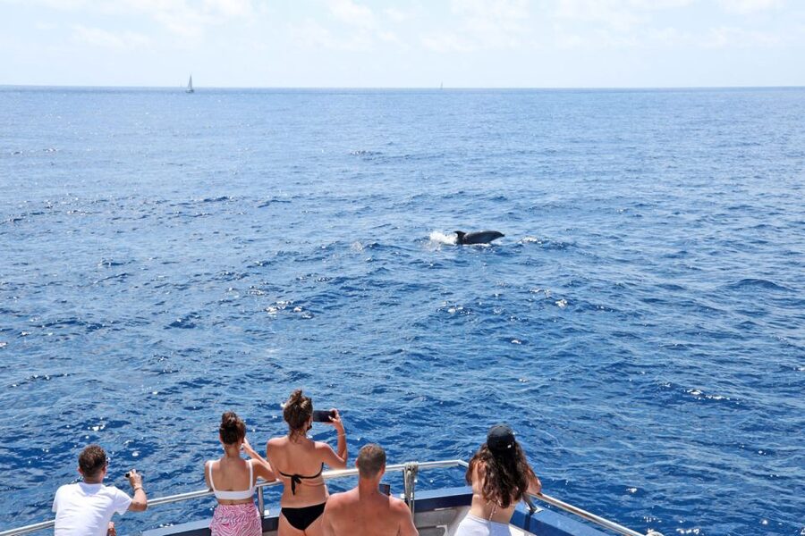 From Paguera: Dolphin Watching Cruise in a Glass-Bottom Boat - Finding the jetty: Playa Tora and the Santa Ponsa start